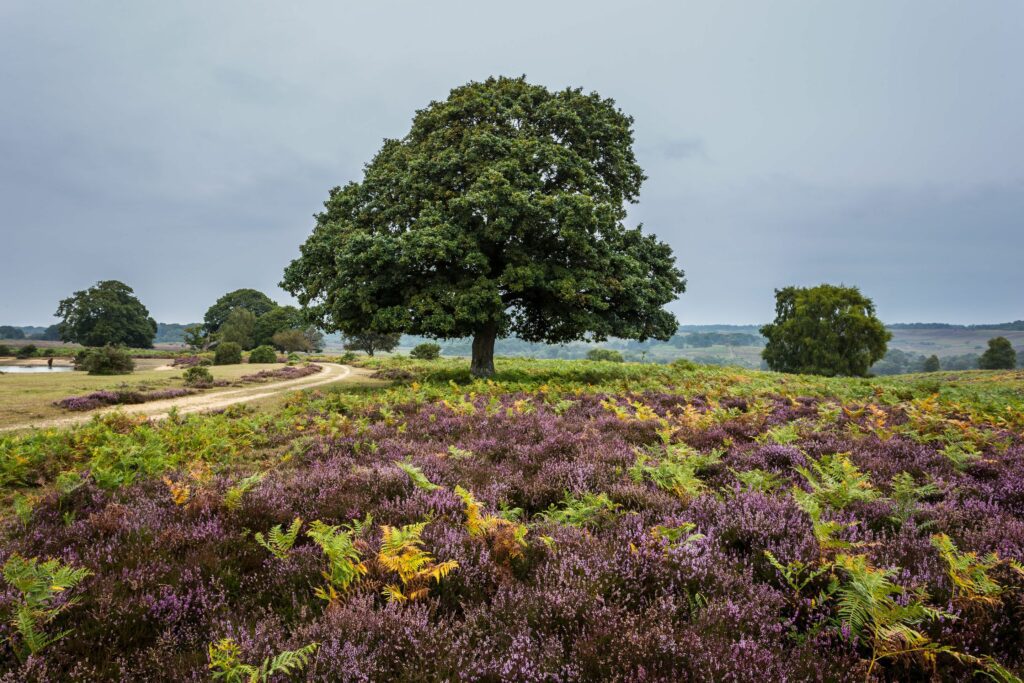 New Forest